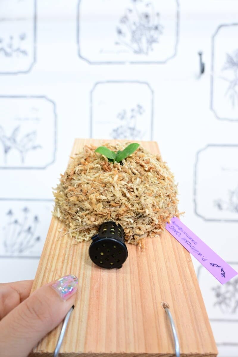 Amazon.co.jp: P.willinckii 'OMG' spored③ @bikamori.com